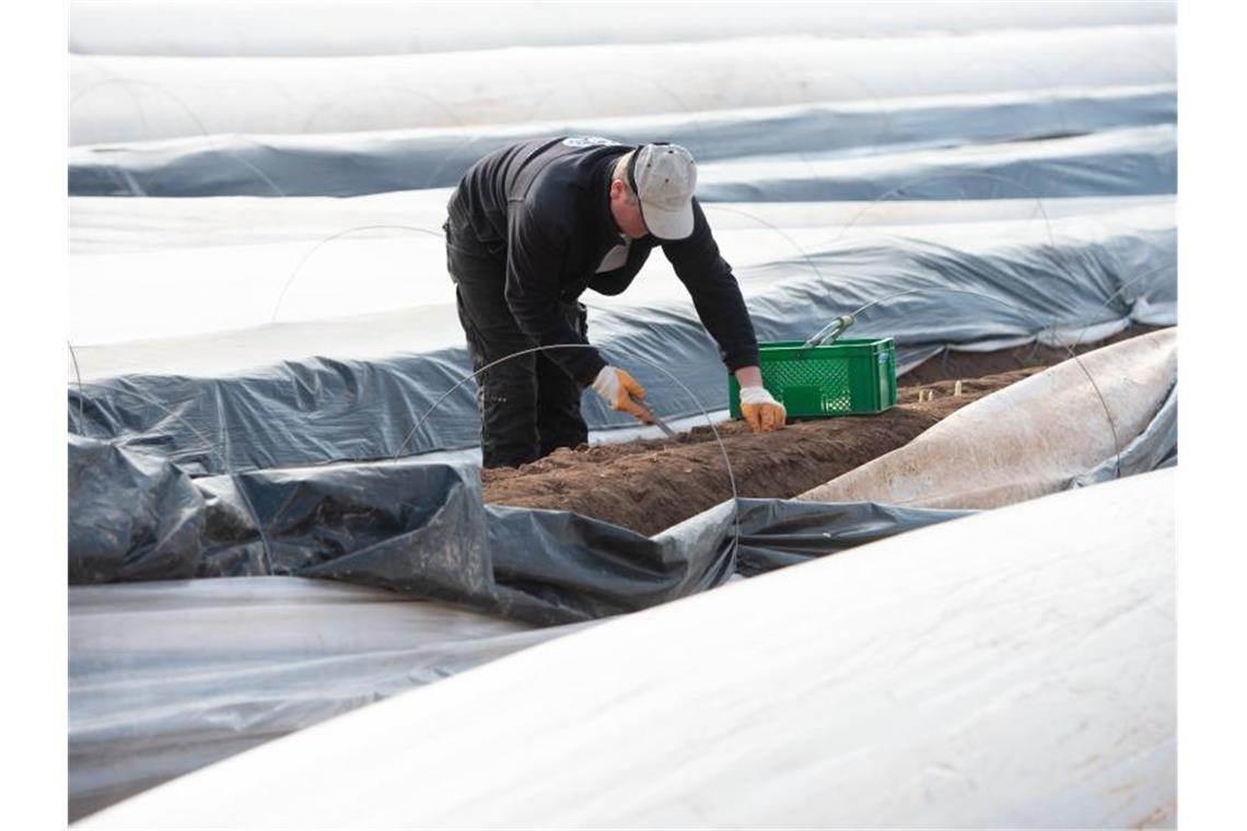 Initiative: Besseren Schutz von Erntehelfern vor Corona Ein Erntehelfer sticht Spargel auf einem Spargelfeld. Foto: Timm Schamberger/dpa/Archivbild