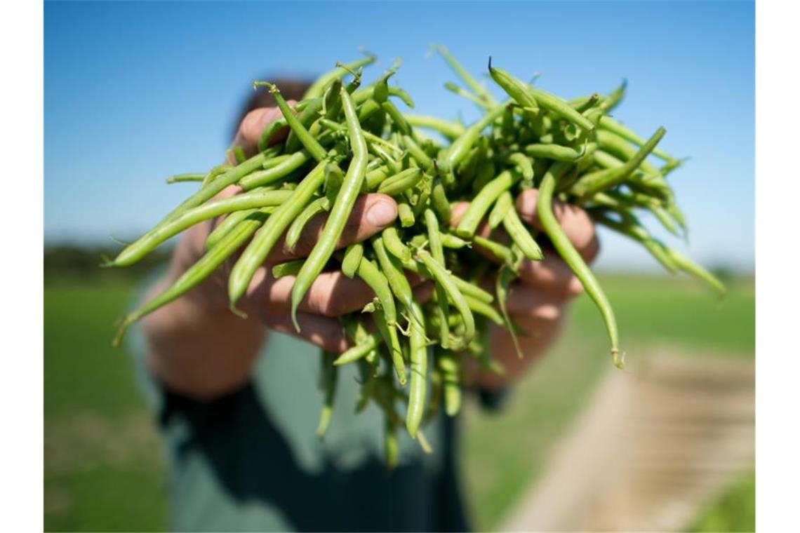 Ökolandbau auf fast zehn Prozent der deutschen Agrarflächen Ein Erntehelfer zeigt auf einem Feld frisch geerntete Bio-Bohnen. Foto: Julian Stratenschulte/dpa