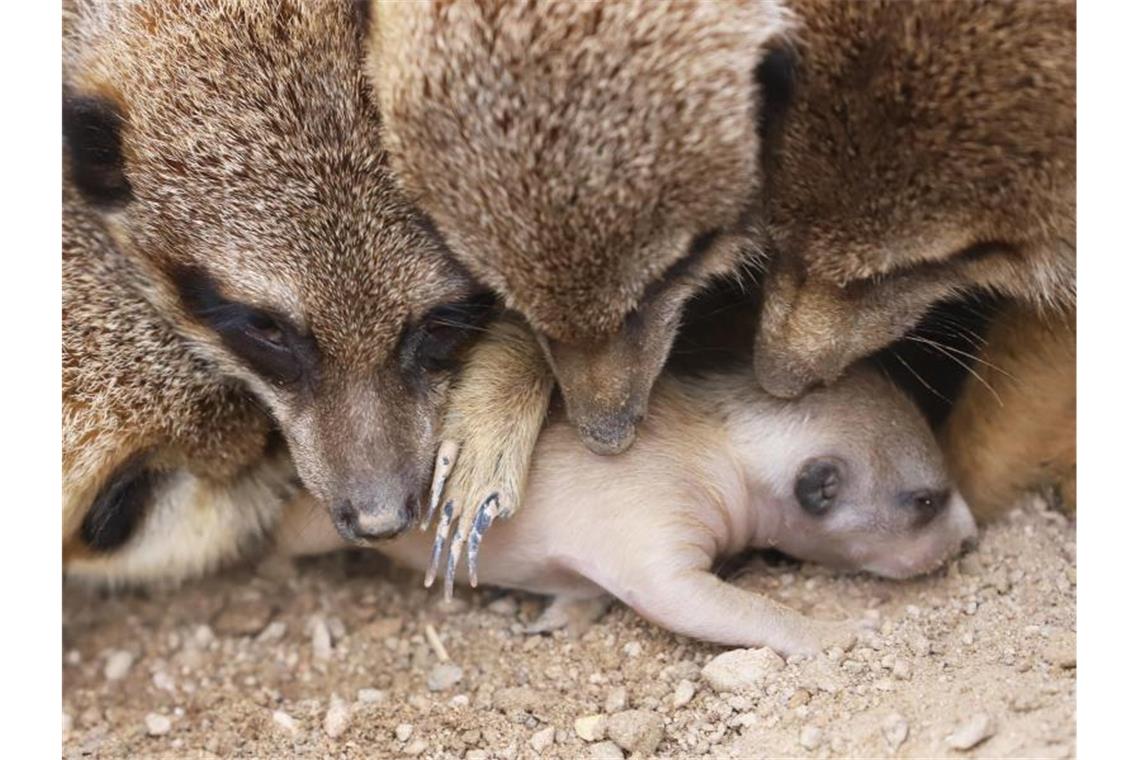 Nach Kuscheln an die Luft - Erdmännchen-Baby zeigt sich Ein erst wenige Tage altes Erdmännchen zeigt sich im Karlsruher Zoo außerhalb der Höhle. Foto: Timo Deible/Zoo Karlsruhe/dpa