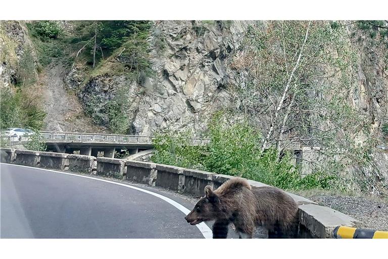Ein etwa fünf Jahre alter Jungbär auf der Bergstraße Transfagarasan in den rumänischen Karpaten knurrt Autofahrer an.
