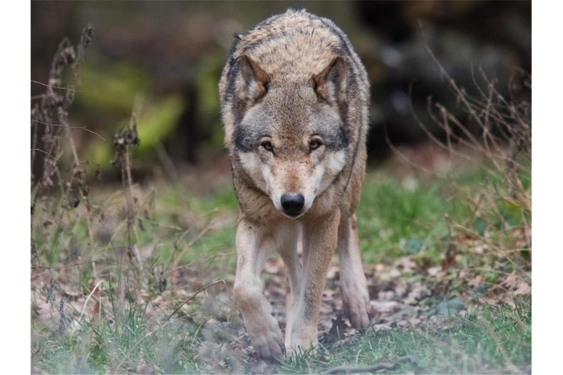 Ein Europäischer Wolf (Canis lupus lupus) streift durch ein Gehege. Foto: Julian Stratenschulte/dpa/Archivbild