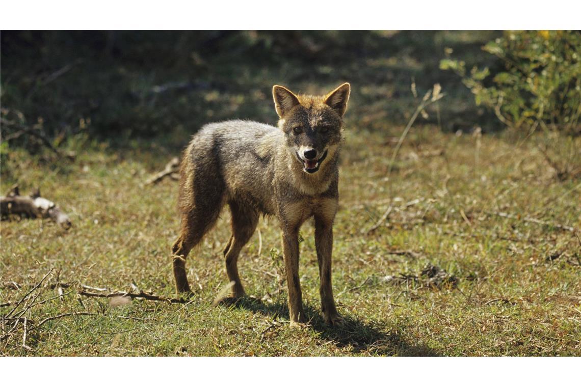 Ein Exemplar wurde erstmals im östlichen Landkreis Biberach nachgewiesen (Symbolbild).