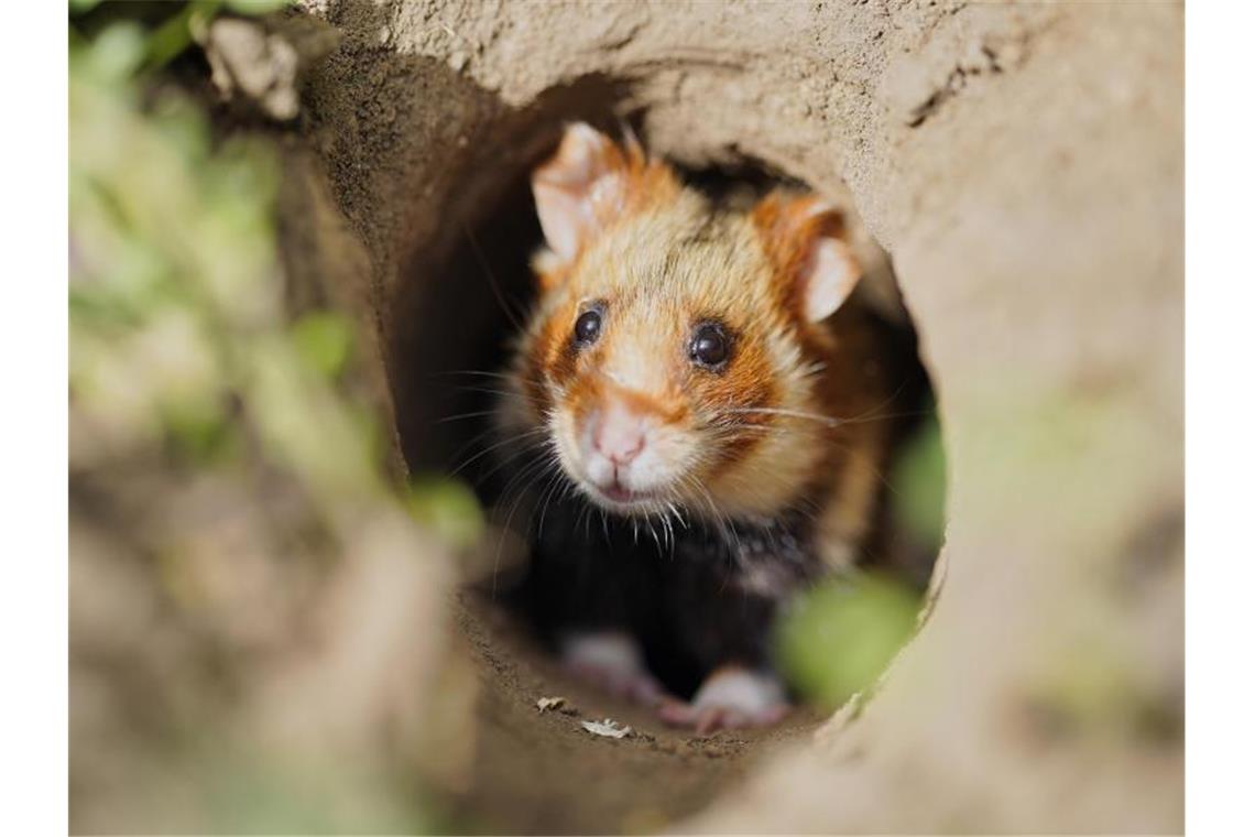 Neu angesiedelte Hamster haben Nachwuchs bekommen Ein Feldhamster erkundet aus einem Erdloch heraus seine nähere Umgebung. Foto: Uwe Anspach/Archivbild