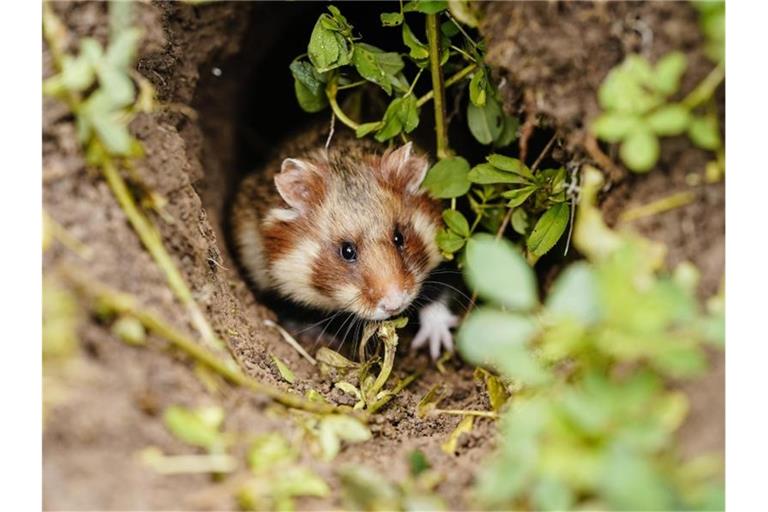 Ein Feldhamster kommt auf einer Ackerfläche aus seinem Bau. Foto: Uwe Anspach/dpa