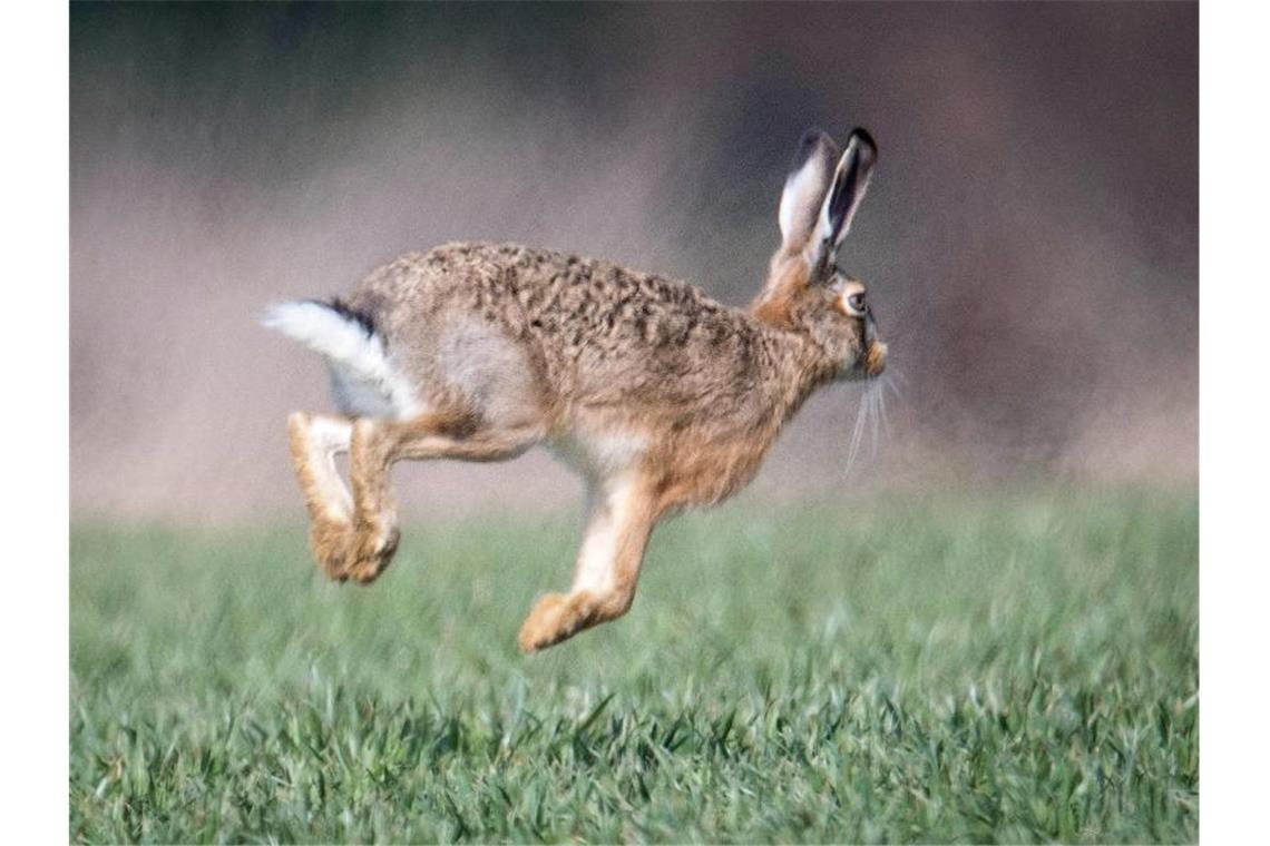 Ein Feldhase läuft über ein Feld. Foto: Boris Roessler/dpa/Symbolbild