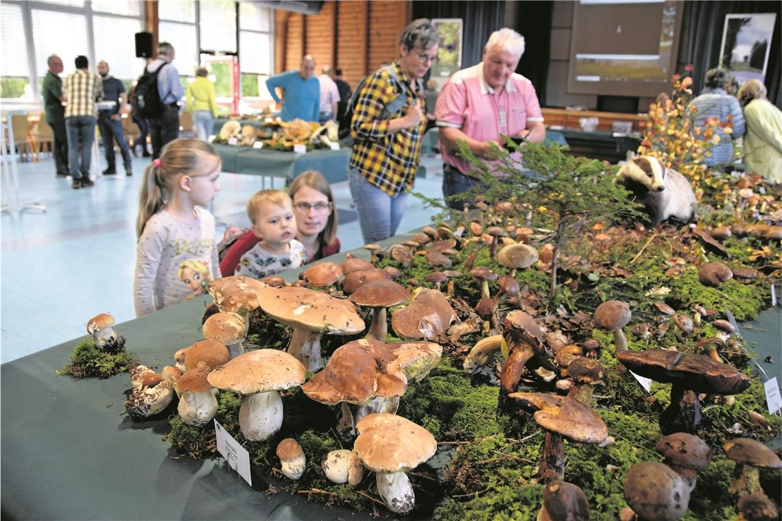 Expedition in die Fungi-Wunderwelt Ein Fest fürs Auge: In der Pilzausstellung in der Graber Schwalbenflughalle ist eine große Auswahl an Exemplaren zu sehen. Foto: E. Klaper