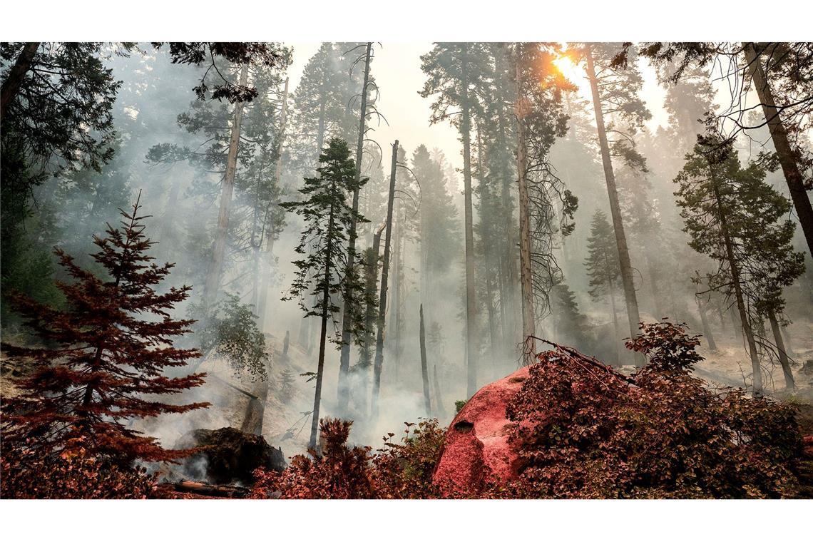 Ein Feuer brennt im Gebiet McKinley Grove im Sierra National Fores in Kalifornien