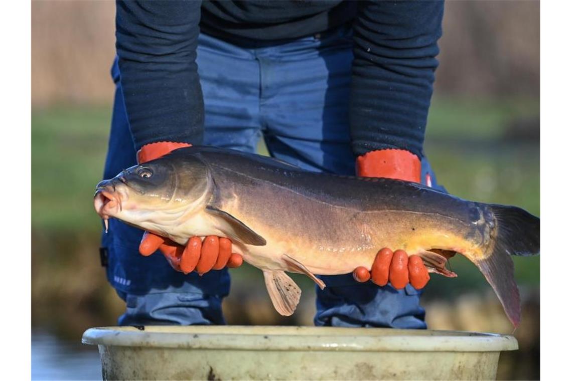 Ein Fischer der Fischerei Köllnitz am Groß Schauener See zeigt einen seiner Karpfen. Foto: Patrick Pleul/dpa-Zentralbild/dpa