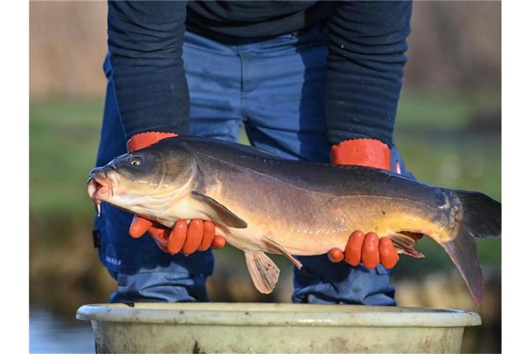 Ein Fischer der Fischerei Köllnitz am Groß Schauener See zeigt einen seiner Karpfen. Foto: Patrick Pleul/dpa-Zentralbild/dpa
