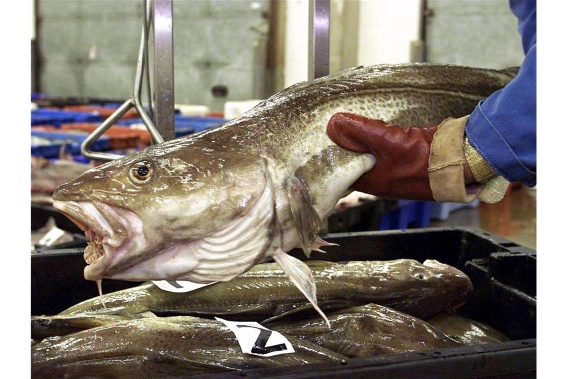 Ein Fischhändler englischen Lowestoft: Wie hoch die Fangmengen ausfallen, hängt u.a. von internationalen Verpflichtungen ab. Foto: Andrew Parsons/PA/epa/dpa