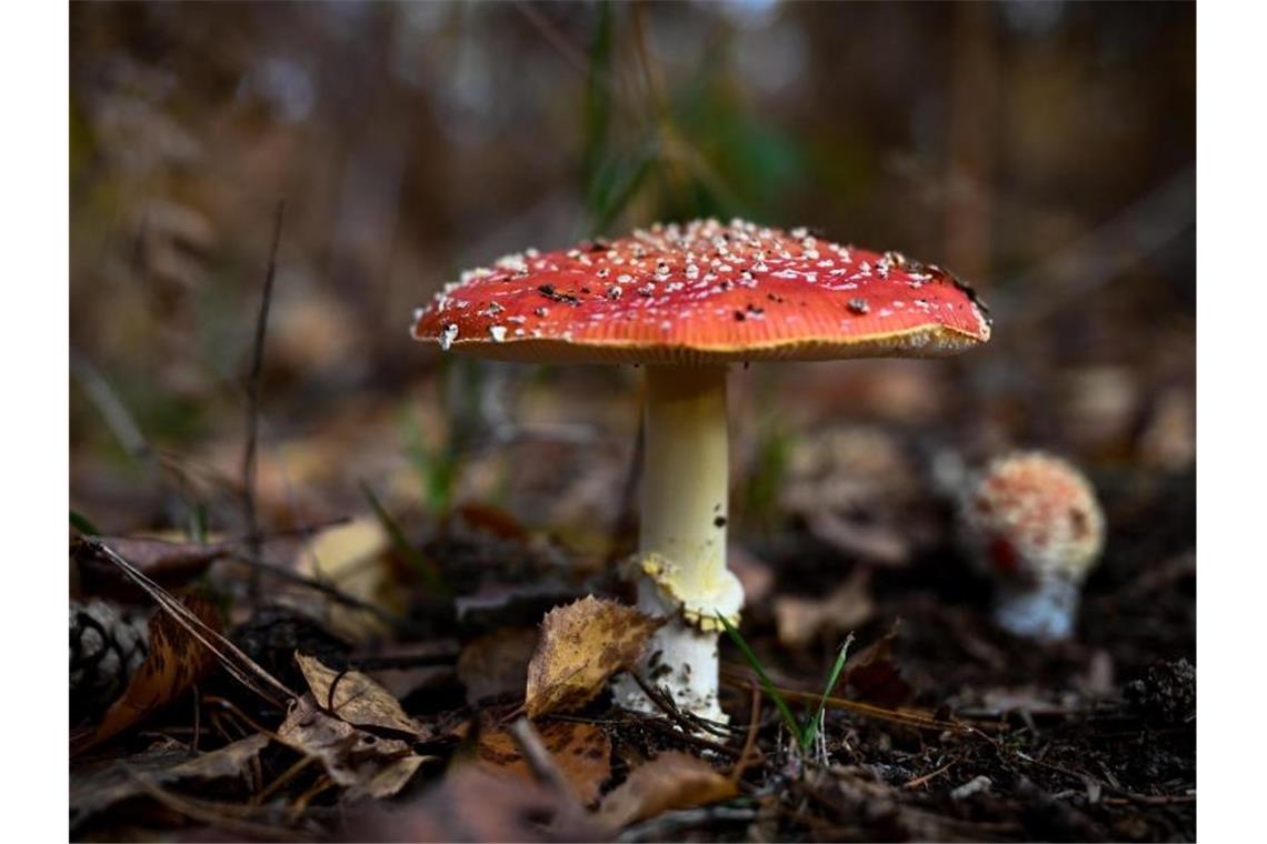 Giftiges Glückssymbol: Fliegenpilz ist Pilz des Jahres 2022 Ein Fliegenpilz (Amanita muscaria) steht in der Dübener Heide. Foto: Hendrik Schmidt/dpa-Zentralbild/dpa/Archivbild