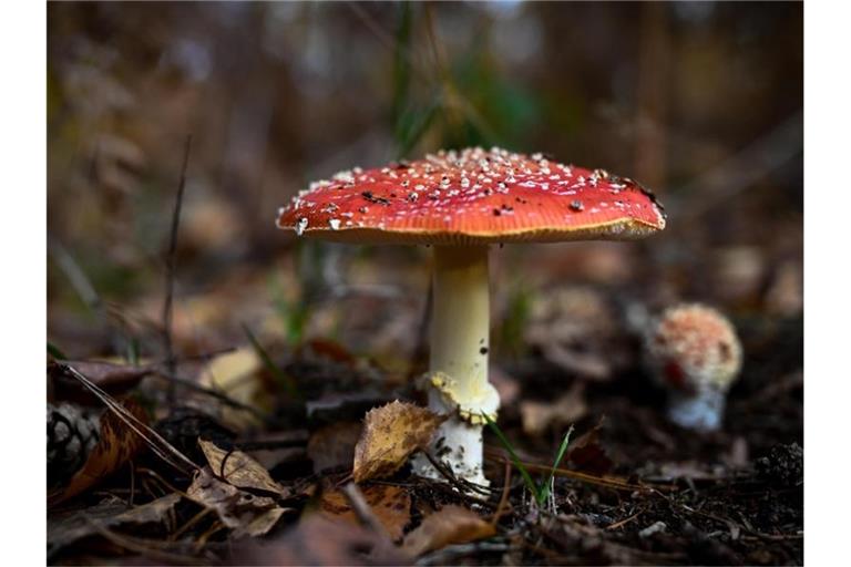 Ein Fliegenpilz (Amanita muscaria) steht in der Dübener Heide. Foto: Hendrik Schmidt/dpa-Zentralbild/dpa/Archivbild