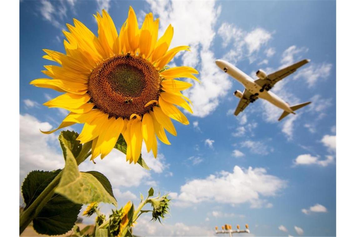 Ein Flugzeug der Lufthansa fliegt kurz vor der Landung auf dem Stuttgarter Flughafen über einige Sonnenblumen hinweg. Foto: Christoph Schmidt/Illustration