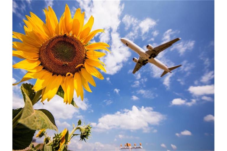 Ein Flugzeug fliegt am Stuttgarter Flughafen über Sonnenblumen hinweg. Foto: Christoph Schmidt/dpa