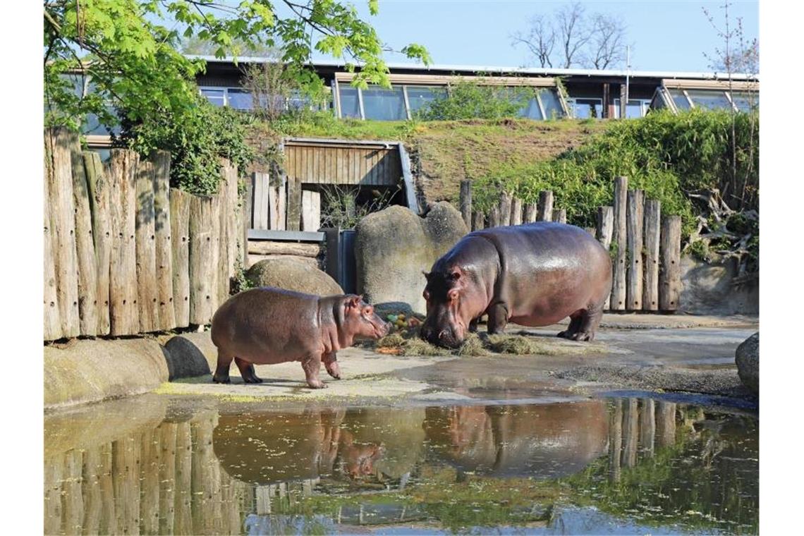 Gastro, Kitas, Freizeit: Land plant weitreichende Öffnungen Ein Flusspferd-Baby steht mit seiner Mutter im Freigehege im Karlsruher Zoo. Foto: Timo Deible/Zoo Karlsruhe/dpa/Symbolbild