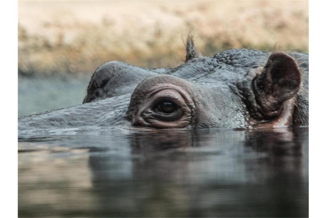 Flusspferde im Rhein: Forscher liefern neue Erkenntnisse Ein Flusspferd schaut aus seinem Wasserbecken im Zoo zu den Besuchern. Foto: Paul Zinken/dpa/Symbolbild