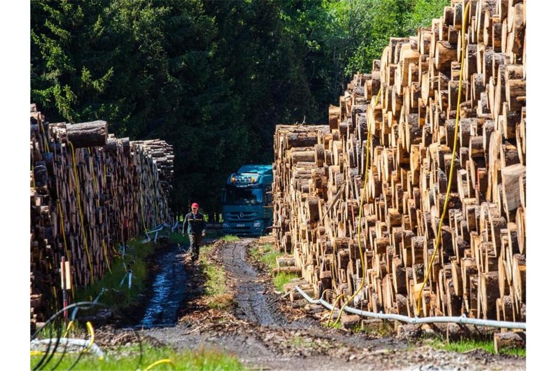 Ein Forstarbeiter geht in einem sogenannten Nassholzlager zwischen zwei Holzstapeln. Foto: Philipp von Ditfurth/dpa/Archivbild