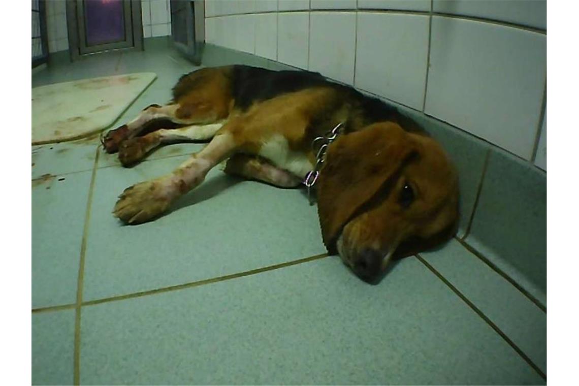 Ein Foto der Organisation Soko Tierschutz soll einen misshandelten Hund in dem Labor bei Hamburg zeigen. Foto: SOKO Tierschutz/crueltyfree int/SOKO Tierschutz e.V./dpa