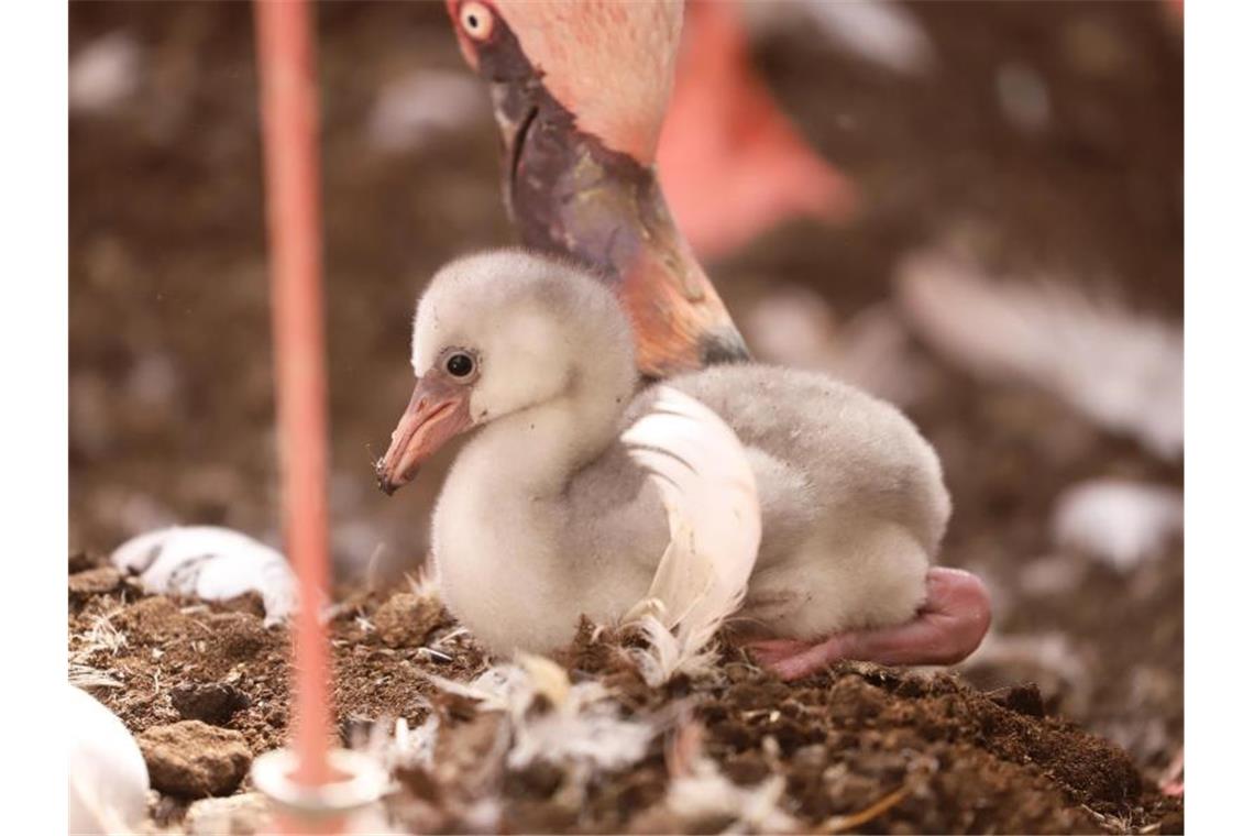 Flauschiges Zwergflamingo-Küken erblickt das Licht der Welt Ein frisch geborenes Zwergflamingo-Küken wird von seinen Eltern im Karlsruher Zoo versorgt. Foto: Timo Deible/Zoo Karlsruhe/dpa