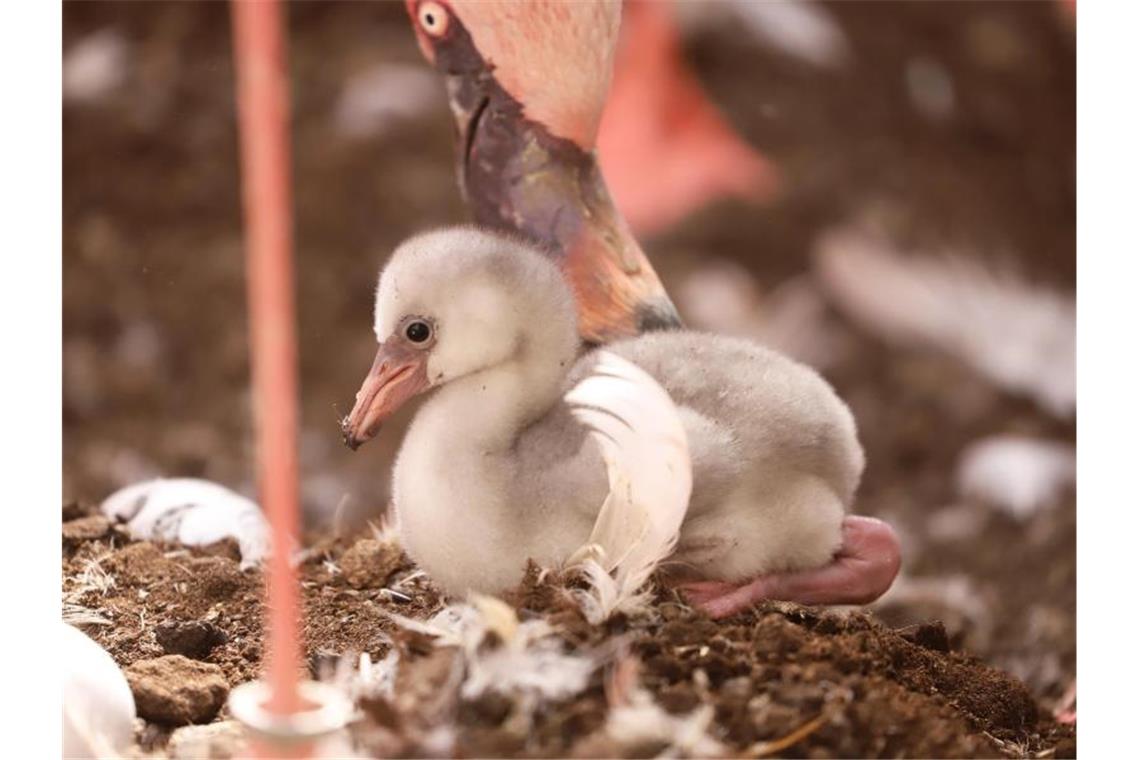 Ein frisch geborenes Zwergflamingo-Küken wird von seinen Eltern im Karlsruher Zoo versorgt. Foto: Timo Deible/Zoo Karlsruhe/dpa