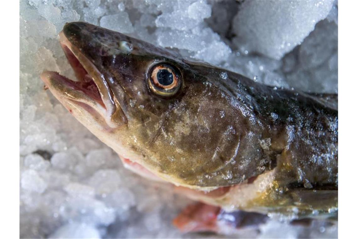 Ein frisch gefangener Dorsch liegt in der Fischereigenossenschaft Wismar auf Eis. In Teilen der Ostsee ist der Dorschfang ab sofort verboten. Foto: Jens Büttner