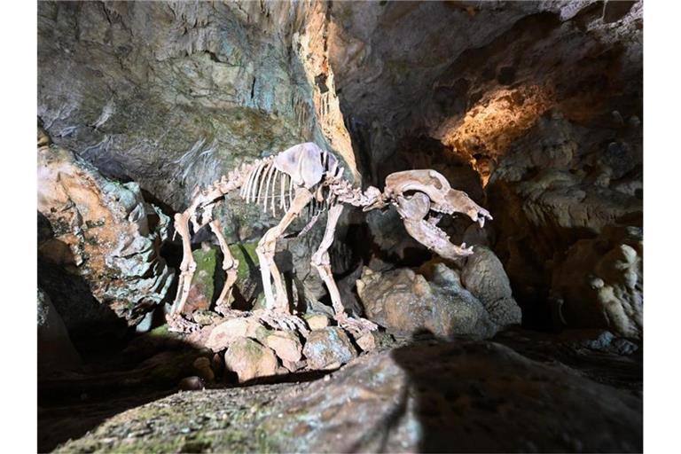 Ein frisch restauriertes Skelett eines Bären steht in der Bärenhöhle auf der Schwäbischen Alb. Foto: Bernd Weißbrod/dpa/Archivbild