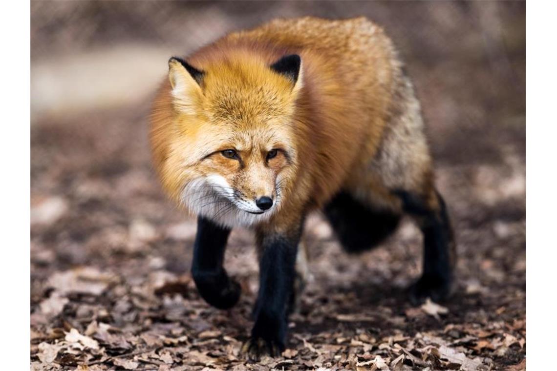 Ein Fuchs. Foto: Alexander Heinl/Archivbild