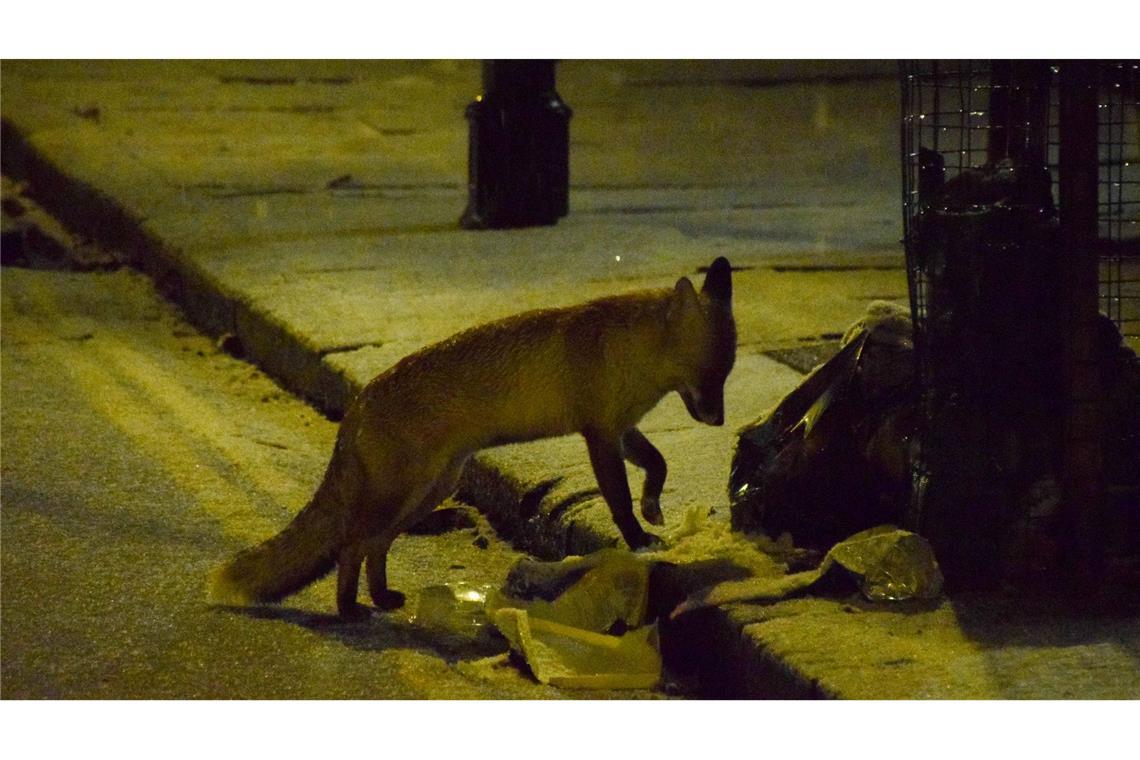 Bilder des Tages Ein Fuchs sucht auf einer schneebedeckten Straße im Zentrum Londons nach Nahrung.