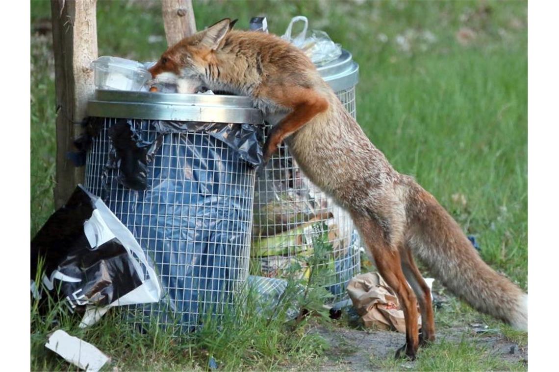 Ein Fuchs sucht Nahrung in einer Abfalltonne. Foto: Stephanie Pilick/dpa