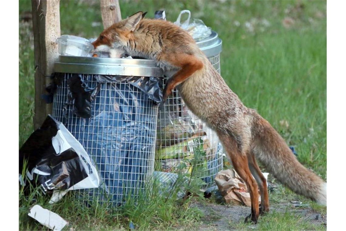 Füchse mampften schon vor 40 000 Jahren Abfälle Ein Fuchs sucht Nahrung in einer Abfalltonne. Foto: Stephanie Pilick/dpa