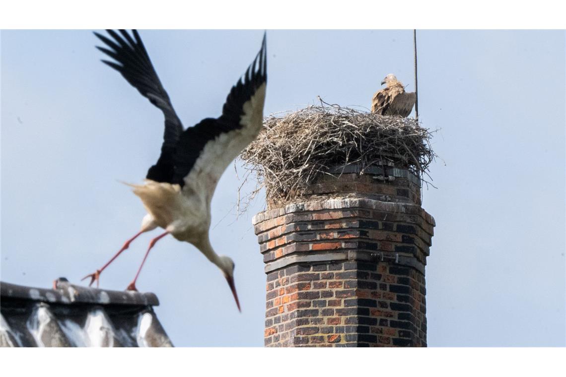 Ein Gänsegeier hat erneut ein Storchennest angegriffen und alle Jungtiere getötet.