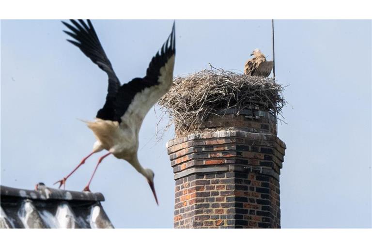 Ein Gänsegeier hat erneut ein Storchennest angegriffen und alle Jungtiere getötet.