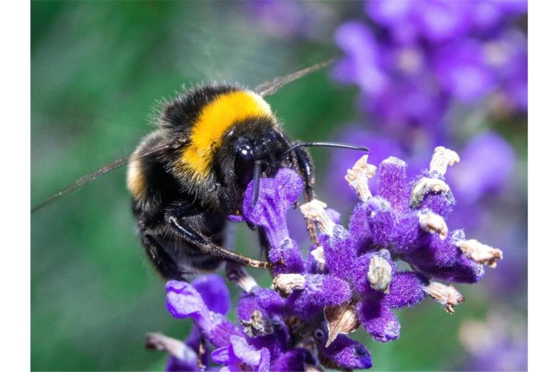 Ein ganzes Paket neuer Regeln soll Insekten mehr Schutz geben. Foto: Jens Büttner/dpa-Zentralbild/dpa