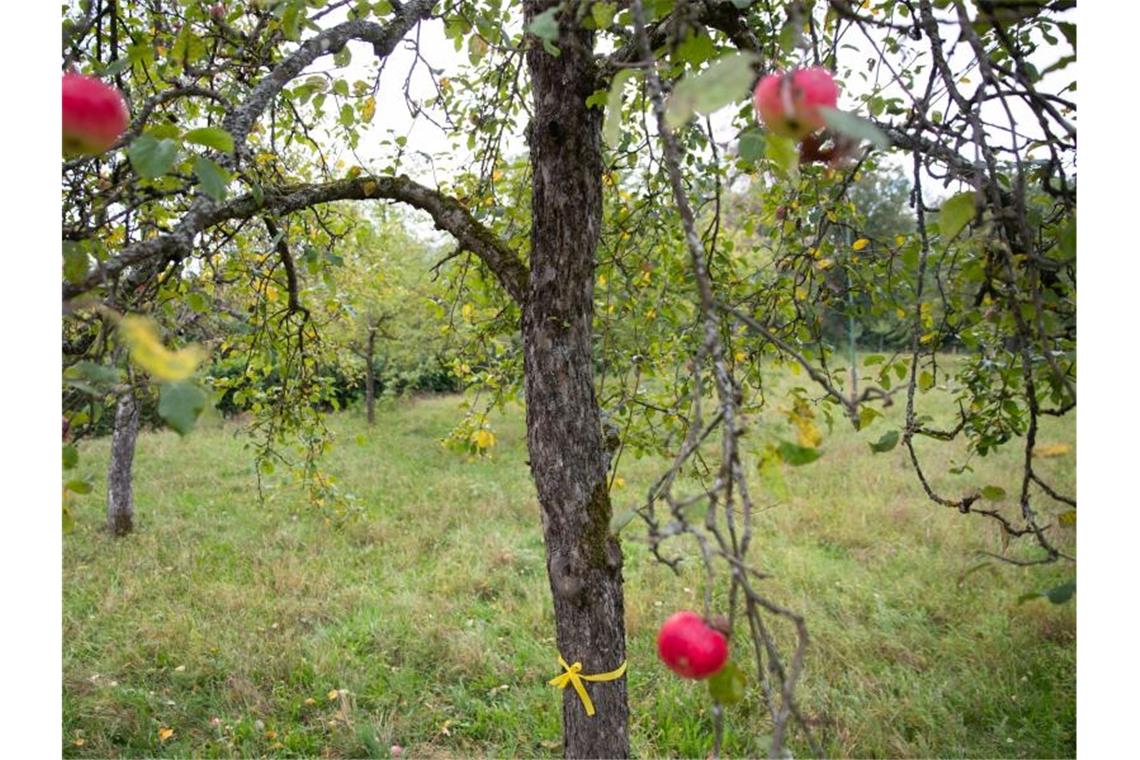 Gelbe Bänder an Obstbäumen laden zum Pflücken ein