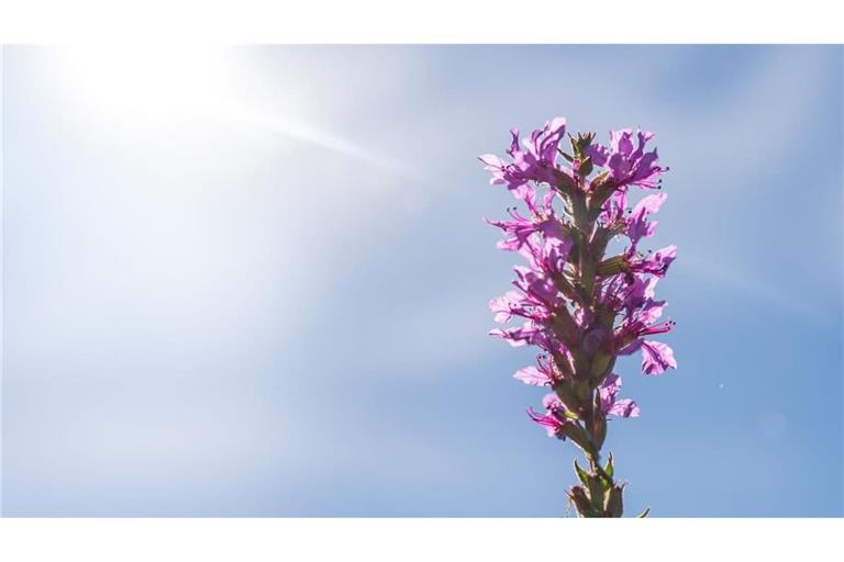 Ein Gewöhnlicher Blutweiderich blüht am Rheinufer im Sonnenschein. Der Sommer ist in Baden-Württemberg noch nicht ganz vorbei.