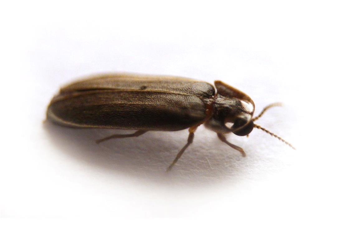 Ein Glühwürmchen braucht drei Jahre, um von der Larve zum Käfer zu reifen.