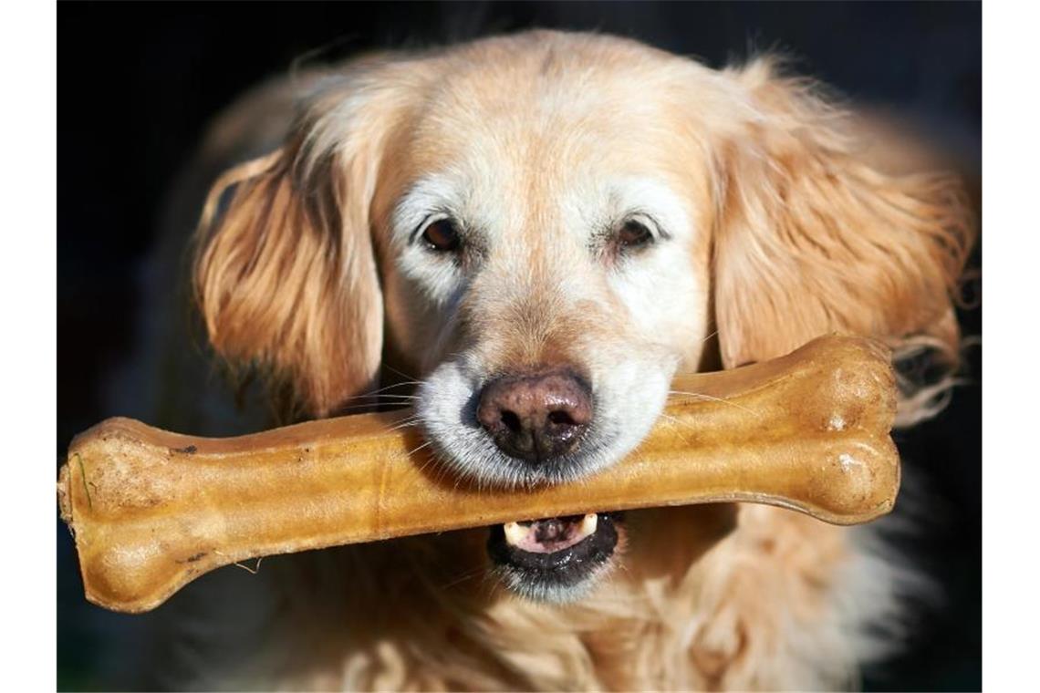 Ein Golden Retriever Hund mit einem Kauknochen: Fressnapf, Deutschlands Marktführer beim Thema Heimtierbedarf, erzielte 2020 das größte absolute Umsatzwachstum der Firmengeschichte. Foto: Bernd Thissen/dpa