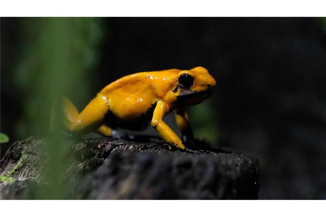 Ein goldener Pfeilgiftfrosch (Phyllobates terribilis) sitzt im Amphibienhaus des Zoos von Cali in Kolumbien.