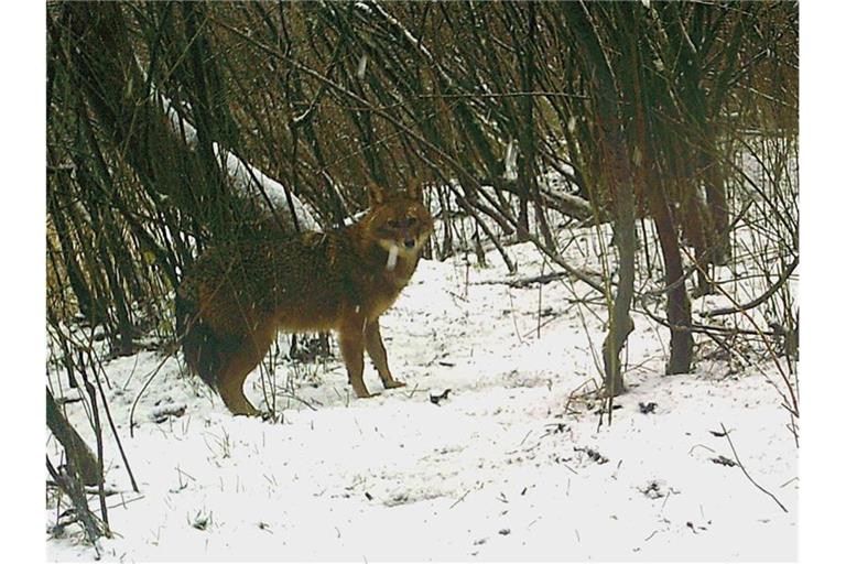 Ein Goldschakal steht in einem verschneiten Waldstück bei Rastatt, fotografiert von einer automatischen Fotofalle. Foto: Fotofalle/Landratsamt Rastatt/dpa/Aktuell