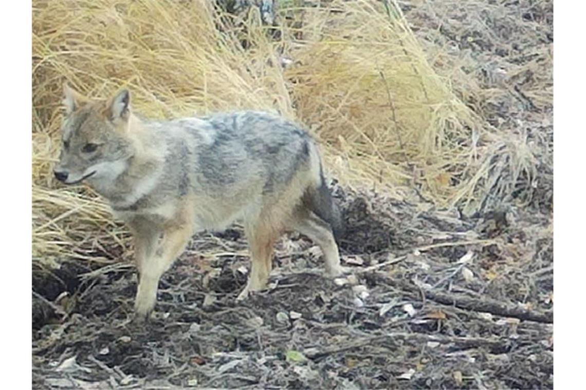 Goldschakal-Nachwuchs in Deutschland nachgewiesen Ein Goldschakal-Welpe im Schwarzwald-Baar-Kreis. Foto: Forstliche Versuchs- und Forschungsanstalt Baden-Württemberg/dpa
