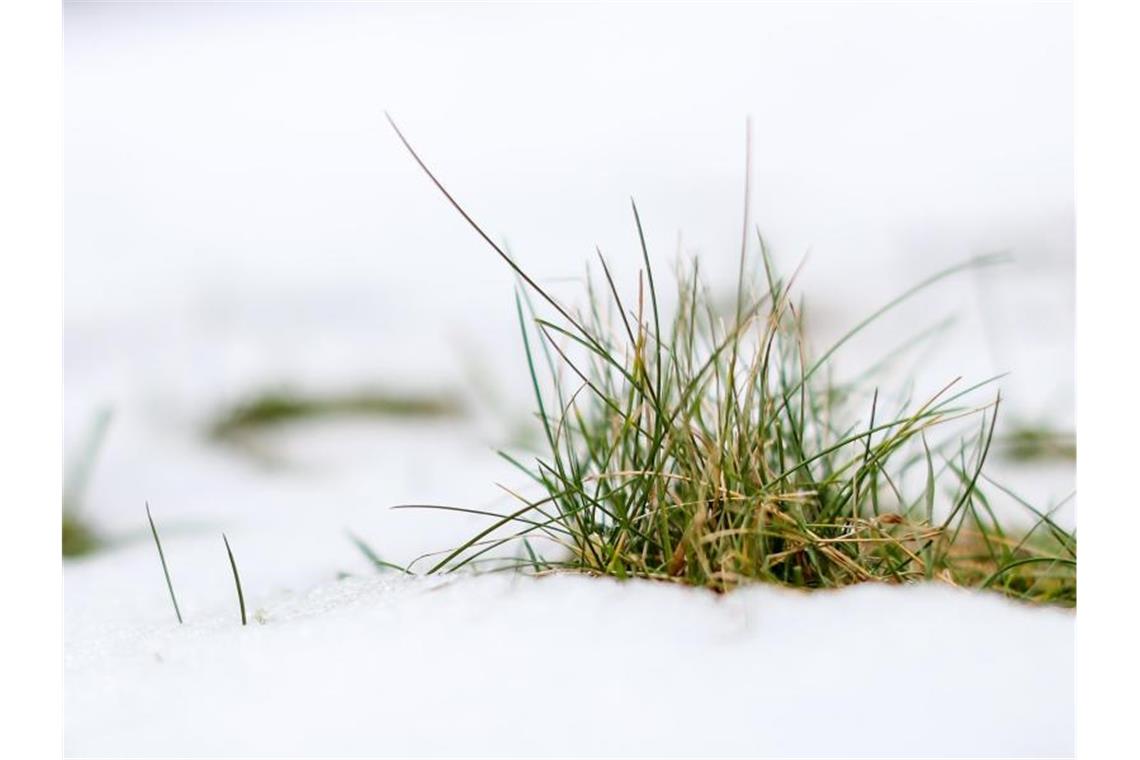 Tauwetter mit Hochwasser im Südwesten erwartet Ein Grasbüschel schaut unter schmelzendem Schnee heraus. Foto: Jan Woitas/dpa-Zentralbild/ZB/Archivbild