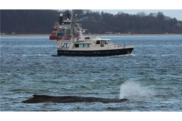 Ein größerer Saugbagger wird demnächst vor Ort erwartet.
