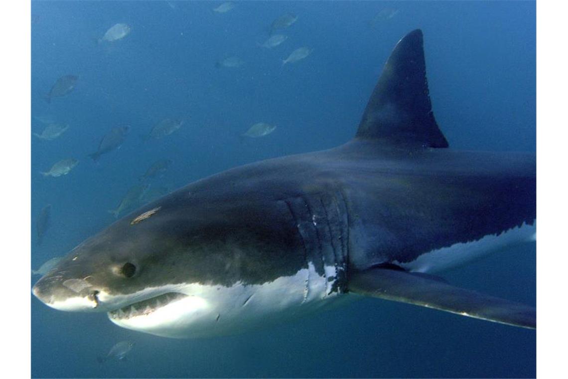 Ein großer Weißer Hai, aufgenommen im Indischen Ozean vor Gansbaai. Die Zahl der Haie und Rochen in den Weltmeeren ist Wissenschaftlern zufolge in den vergangenen 50 Jahren um mehr als 70 Prozent gesunken. Foto: Helmut Fohringer/EPA/dpa