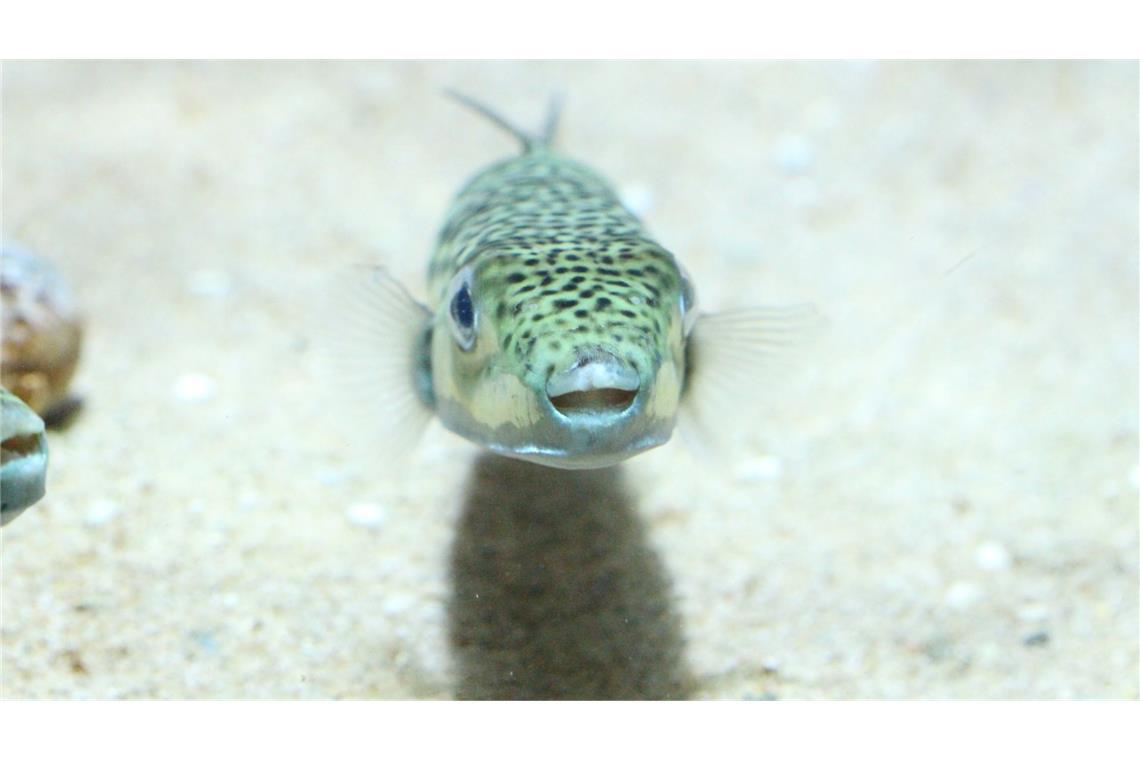 Ein Hasenkopf-Kugelfisch (Lagocephalus sceleratus), undatierte Aufnahme