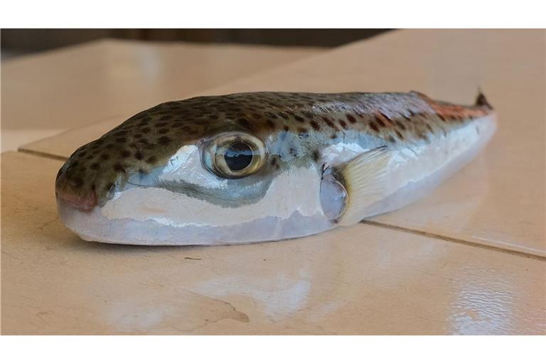 Ein Hasenkopf-Kugelfisch liegt auf einem Tisch.