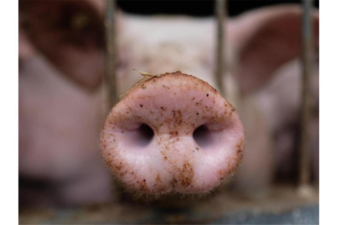 Ein Hausschwein in einem Stall eines Agrarbetriebes. Foto: Sebastian Willnow/dpa-Zentralbild/dpa