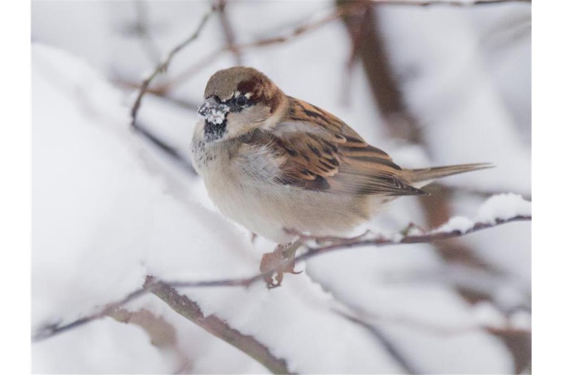 Weniger Vögel im Südwesten bei Mitmachaktion gezählt Ein Haussperling sitzt auf einem verschneiten Busch. Foto: Julian Stratenschulte/dpa/Archiv