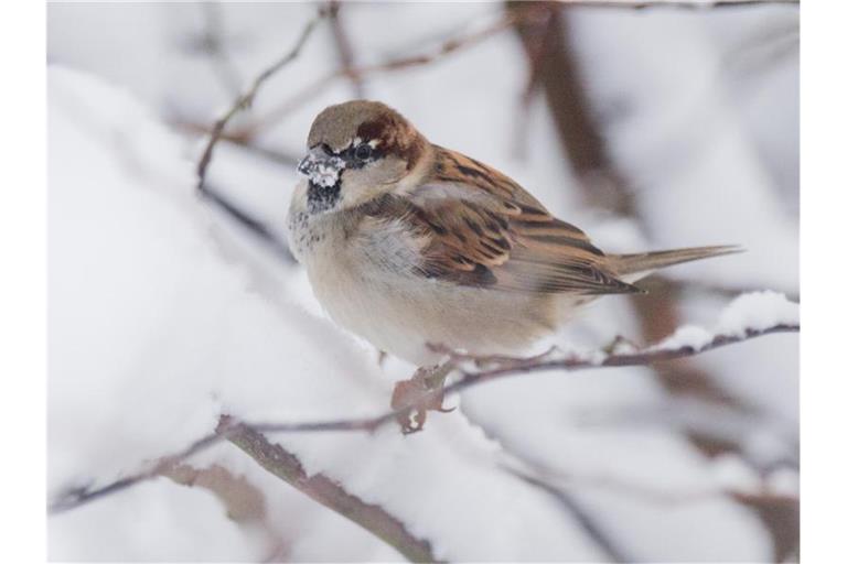Ein Haussperling sitzt auf einem verschneiten Busch. Foto: Julian Stratenschulte/dpa/Archiv