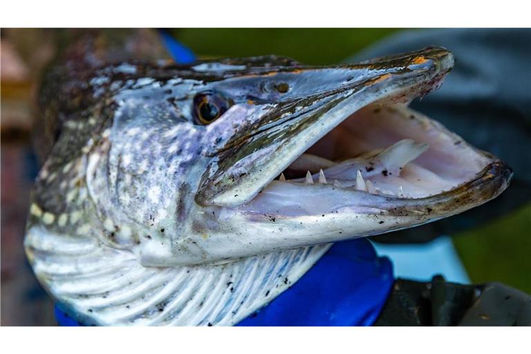 Ein Hecht wird von einem Fischer gehalten.  (zu dpa: «An MV-Küste nur noch ein Hecht pro Tag und Angler erlaubt»)