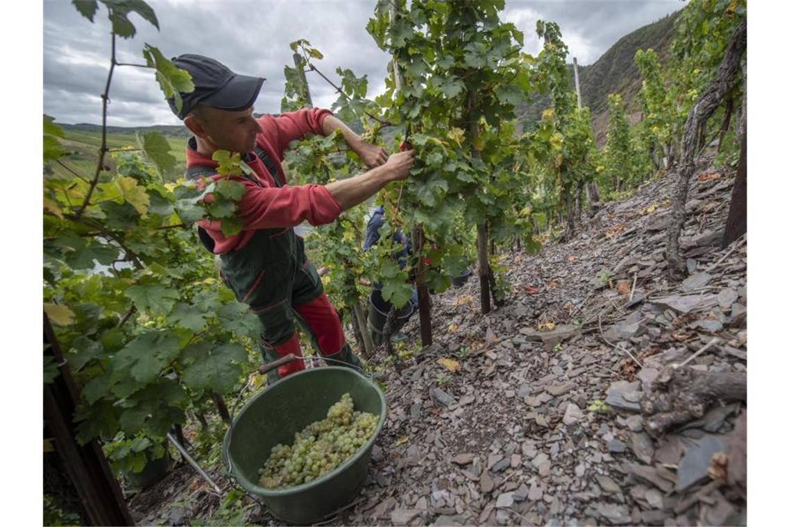 Ein Helfer liest auf einem steilen Schieferhang oberhalb der Moselschleife Rieslingtrauben. Dabei muss er sich mit beiden Füssen fest abstützen, um auf dem Geröllboden nich ins Rutschen zu geraten. Foto: Boris Roessler/dpa